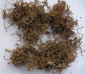 菠蘿香蕉苦瓜酵素的市場價格分析及植物提取物研發(fā)趨勢
